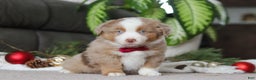 Miniature Australian Shepherd dogs for sale: Andre - Ad 3