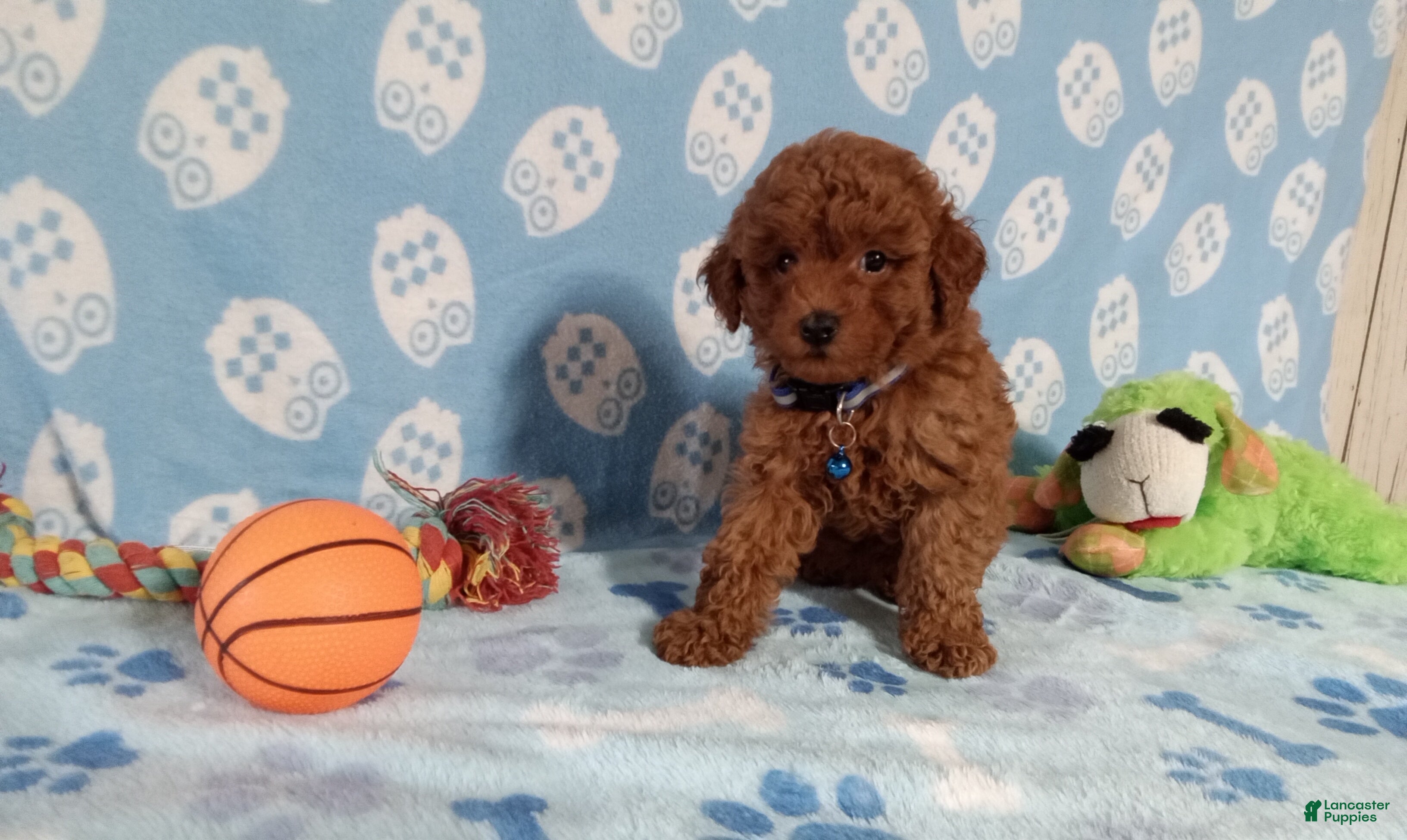Toy Poodle dogs Toy Poodle 1 - Ad 1