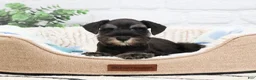 Miniature Schnauzer dogs for sale: Louie  - Ad 3