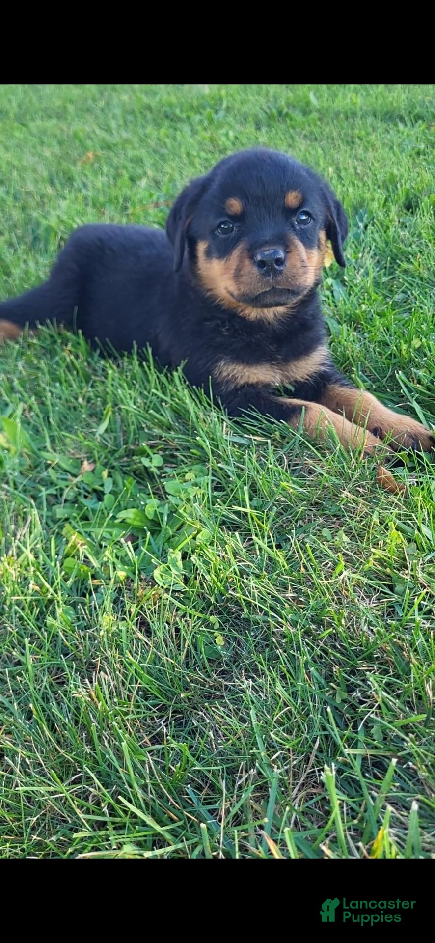 Rottweiler dogs Jack  - Ad 1