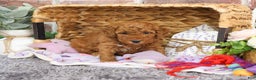 Mini Goldendoodle dogs for sale: Victoria  - Ad 3