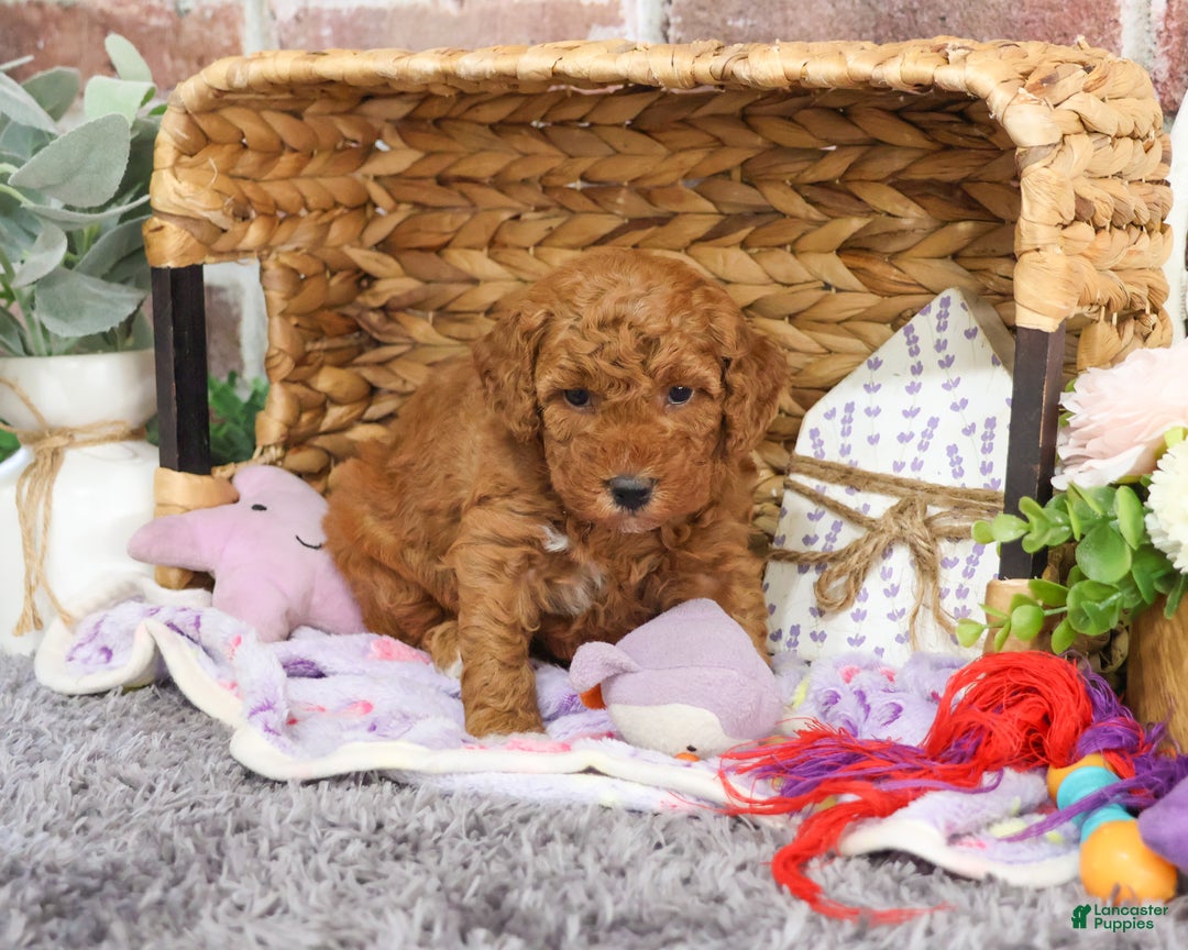 Mini Goldendoodle dogs for sale: Victoria  - Ad 3