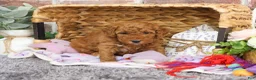 Mini Goldendoodle dogs for sale: Victoria  - Ad 20