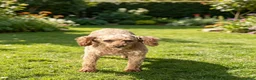 Toy Poodle dogs for sale: CHICO - ACA TOY POODLE - Ad 6