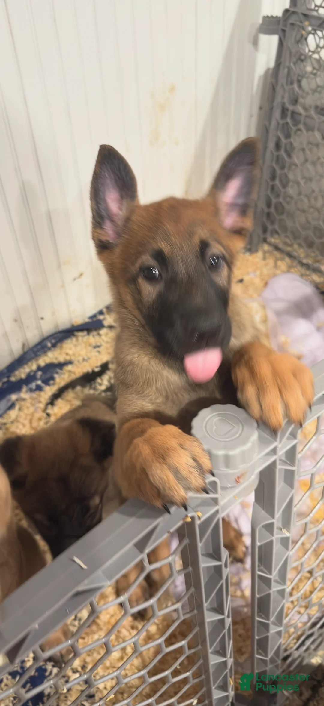 Mixed Breed dogs for sale: Mixed Breed Puppy 2 - Ad 1
