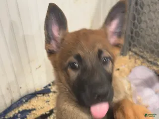 Mixed Breed dogs for sale: Mixed Breed Puppy 2 - Ad 3