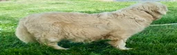 Golden Retriever dogs for sale: Queenie English Cream  - Ad 8