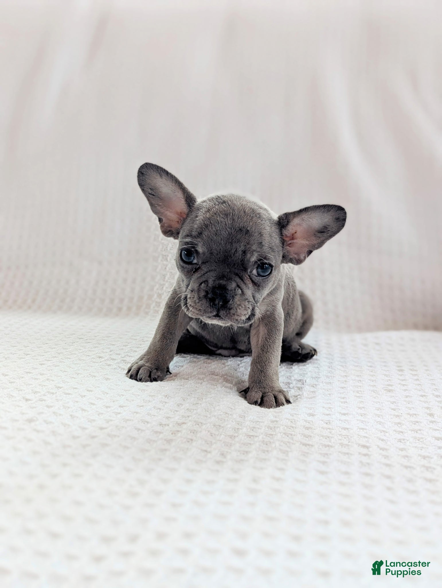French Bulldog dogs Milo - Ad 1