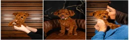 Mixed Breed dogs for sale: Samoyed - Poodle Doodle Sammypoo 1 - Ad 5