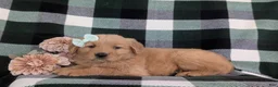 Golden Retriever dogs for sale: Maisy - Ad 4
