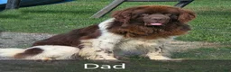 Newfoundland dogs for sale: Rachel - Ad 9
