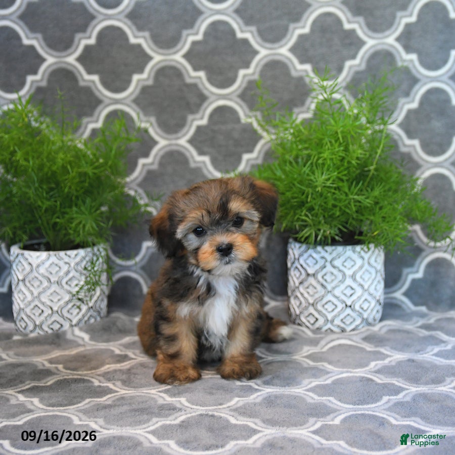 Shorkie dogs Owen - Ad 1