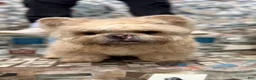 French Bulldog dogs for stud: Gemini Bear - Ad 1