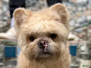 French Bulldog dogs for stud: Gemini Bear - Ad 1