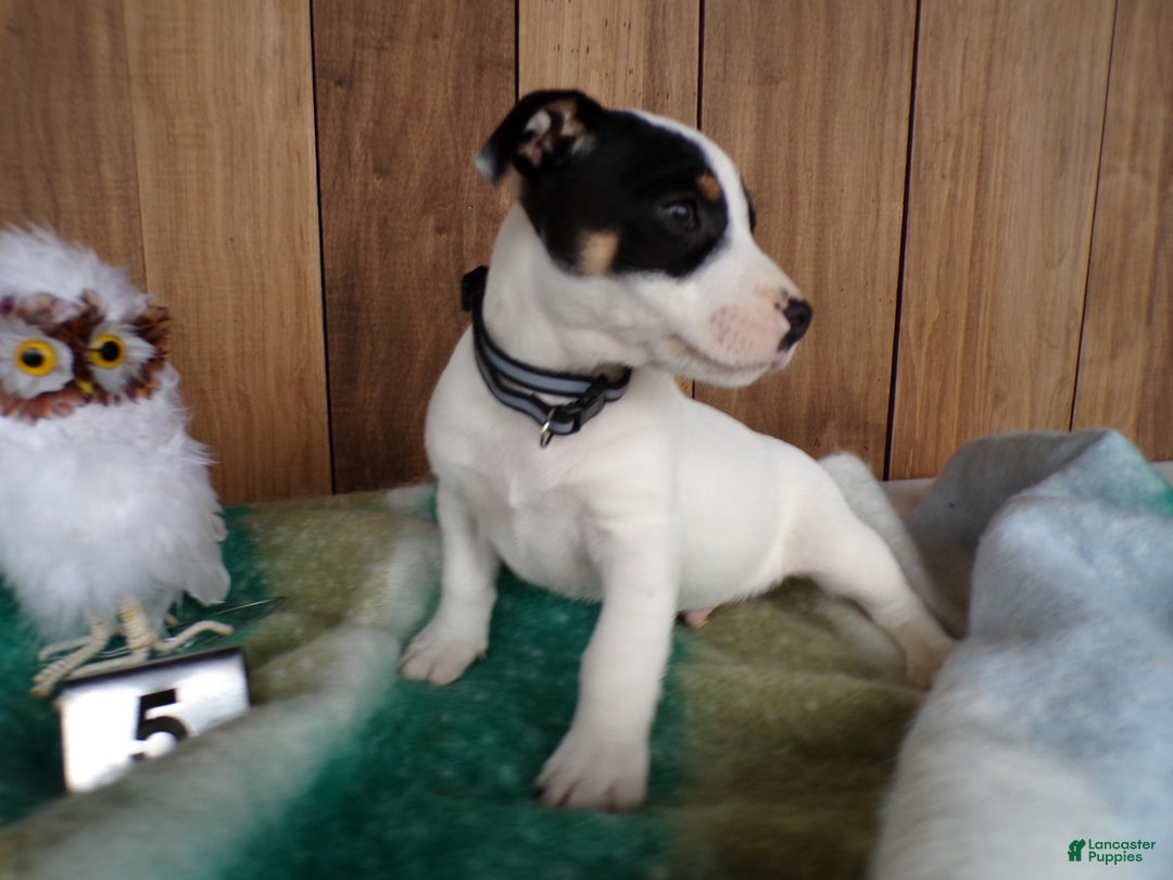Jack Russell Terrier dogs for sale: Jack Russell Terrier Puppy 5 Score - Ad 3