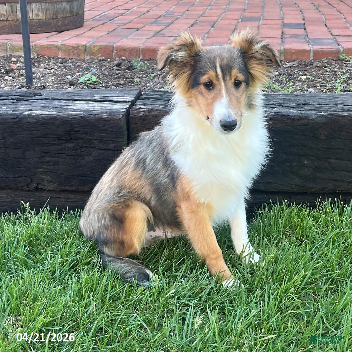 Shetland Sheepdog dogs Austin - Ad 1
