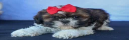 Shih Tzu dogs for sale: ROSCOE - Ad 14