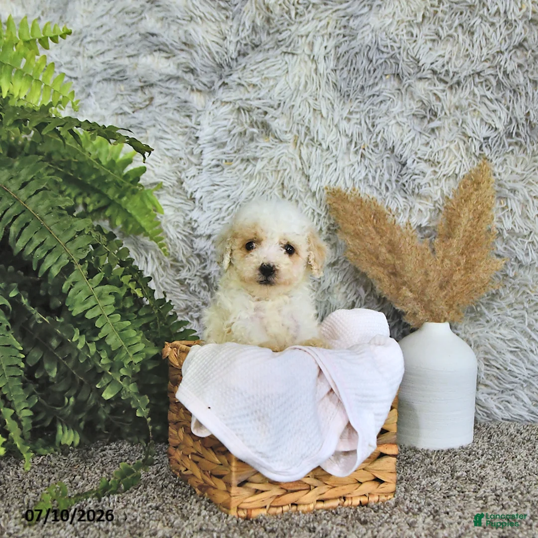 Toy Poodle dogs for sale: Tyler   EXTRA SMALL - Ad 2