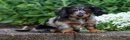 Miniature Dachshund dogs for sale: Brianni - Ad 7