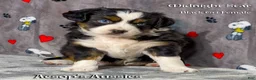 Toy Australian Shepherd dogs for sale: Toy Australian Shepherd 2 - Ad 4