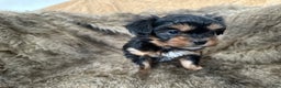 Shorkie dogs for sale: Adalyn - Ad 7
