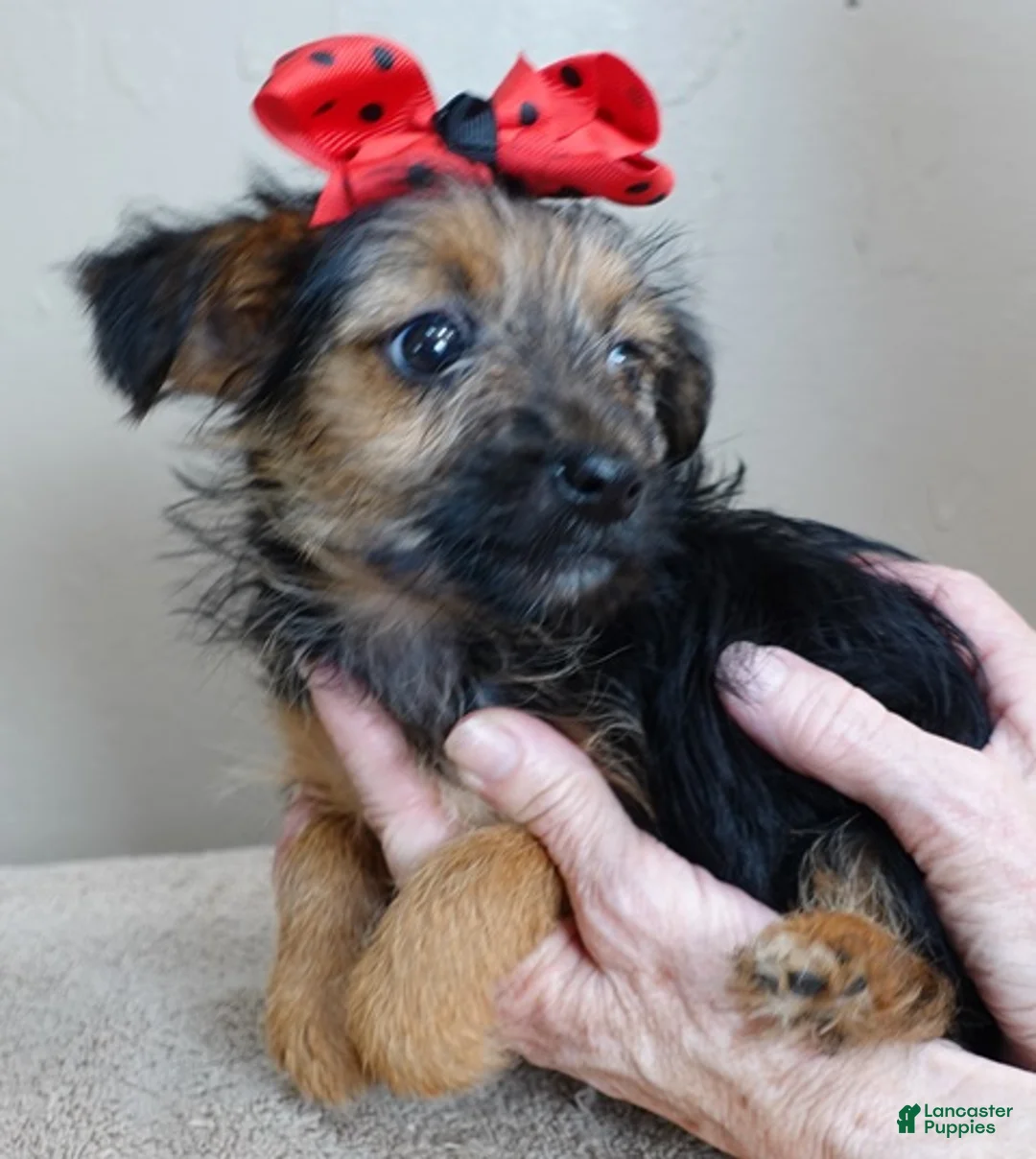 Yorkshire Terrier dogs for sale: Little guy 2 lbs - Ad 11