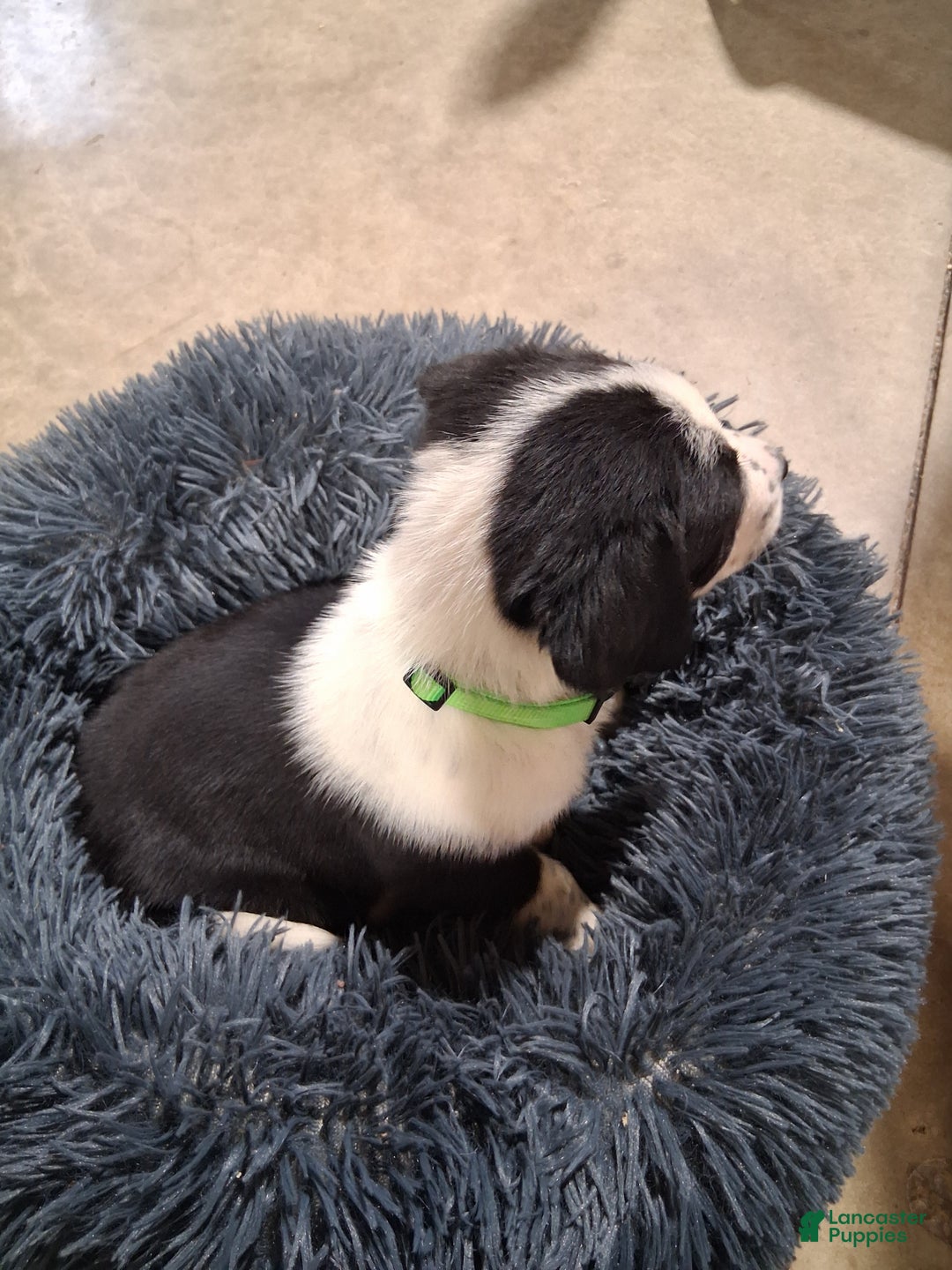 Mixed Breed dogs for sale: Elsa - Ad 3