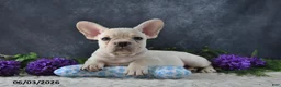 French Bulldog dogs for sale: Jasmine - Ad 4
