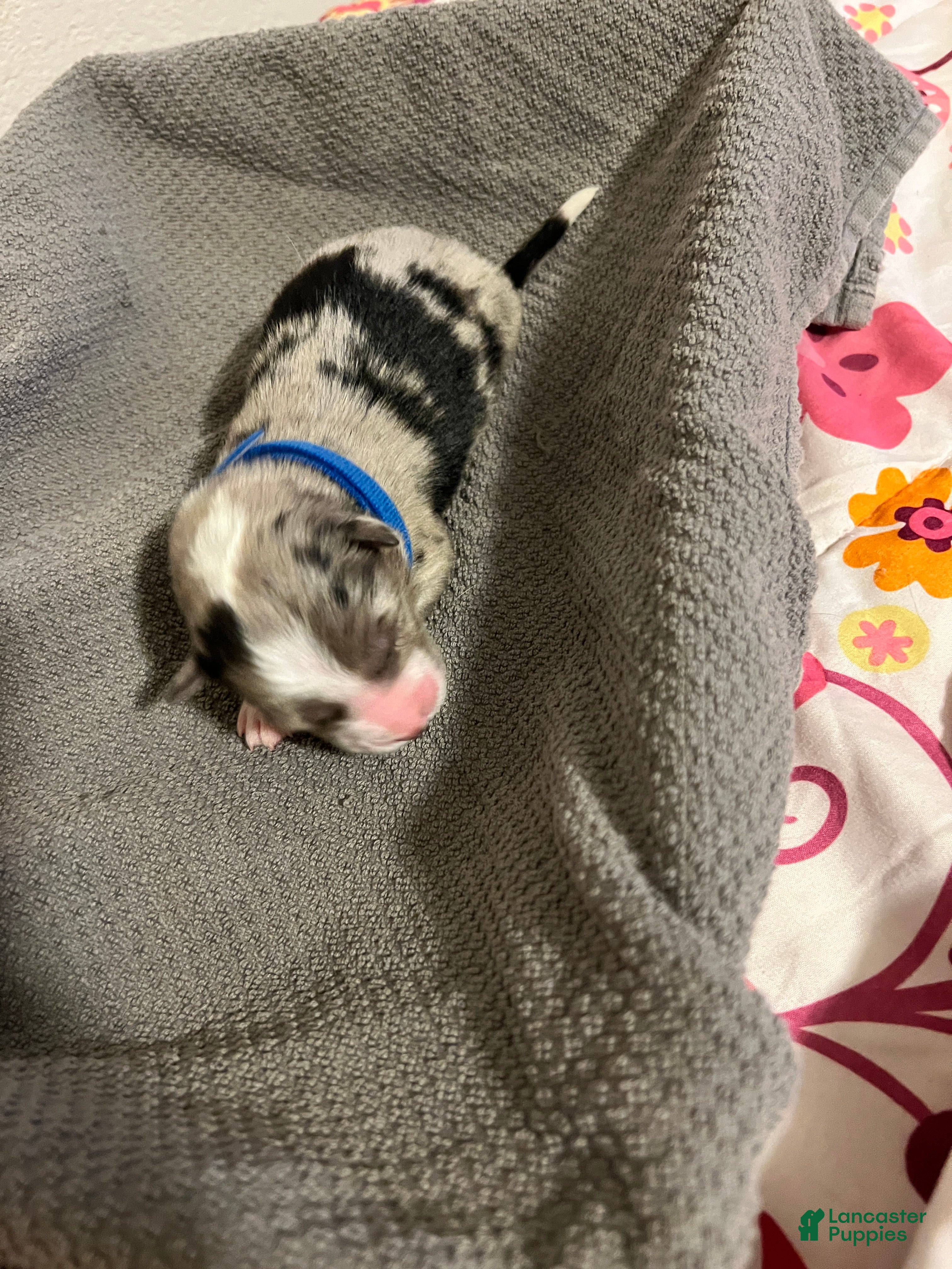 Mixed Breed dogs for sale: Blue - Ad 3
