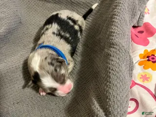 Mixed Breed dogs Blue - Ad 35