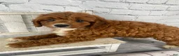 Cavapoo dogs for sale: Bentley - Ad 4