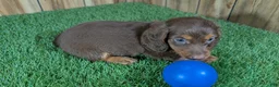 Miniature Dachshund dogs for sale: Cutie Boy 1 - Ad 4