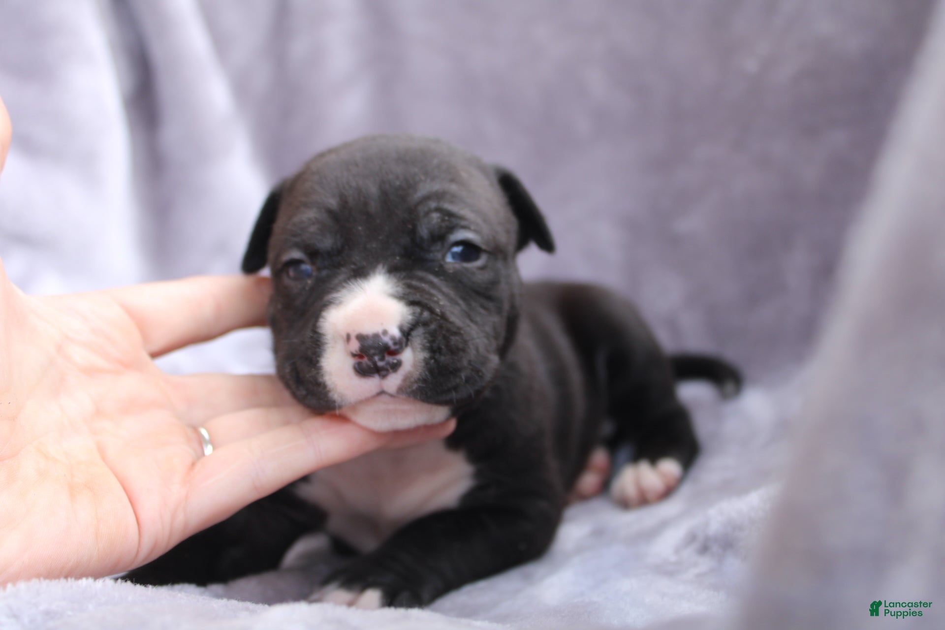 American Bully dogs Madusa  - Ad 2