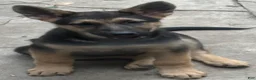 German Shepherd dogs for sale: German Shepherd 1 - Ad 1