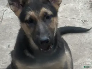 German Shepherd dogs German Shepherd 1 - Ad 5