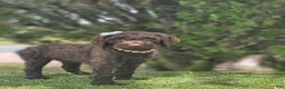 Goldendoodle dogs for sale: Miss Cocoa Chanel - Ad 4