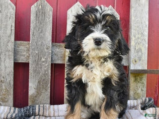 Bernedoodle dogs - Ad 11