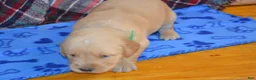 Golden Retriever dogs for sale: Mason - Ad 4