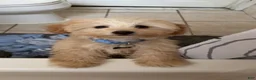 Bichpoo dogs for sale: Cooper - Ad 5