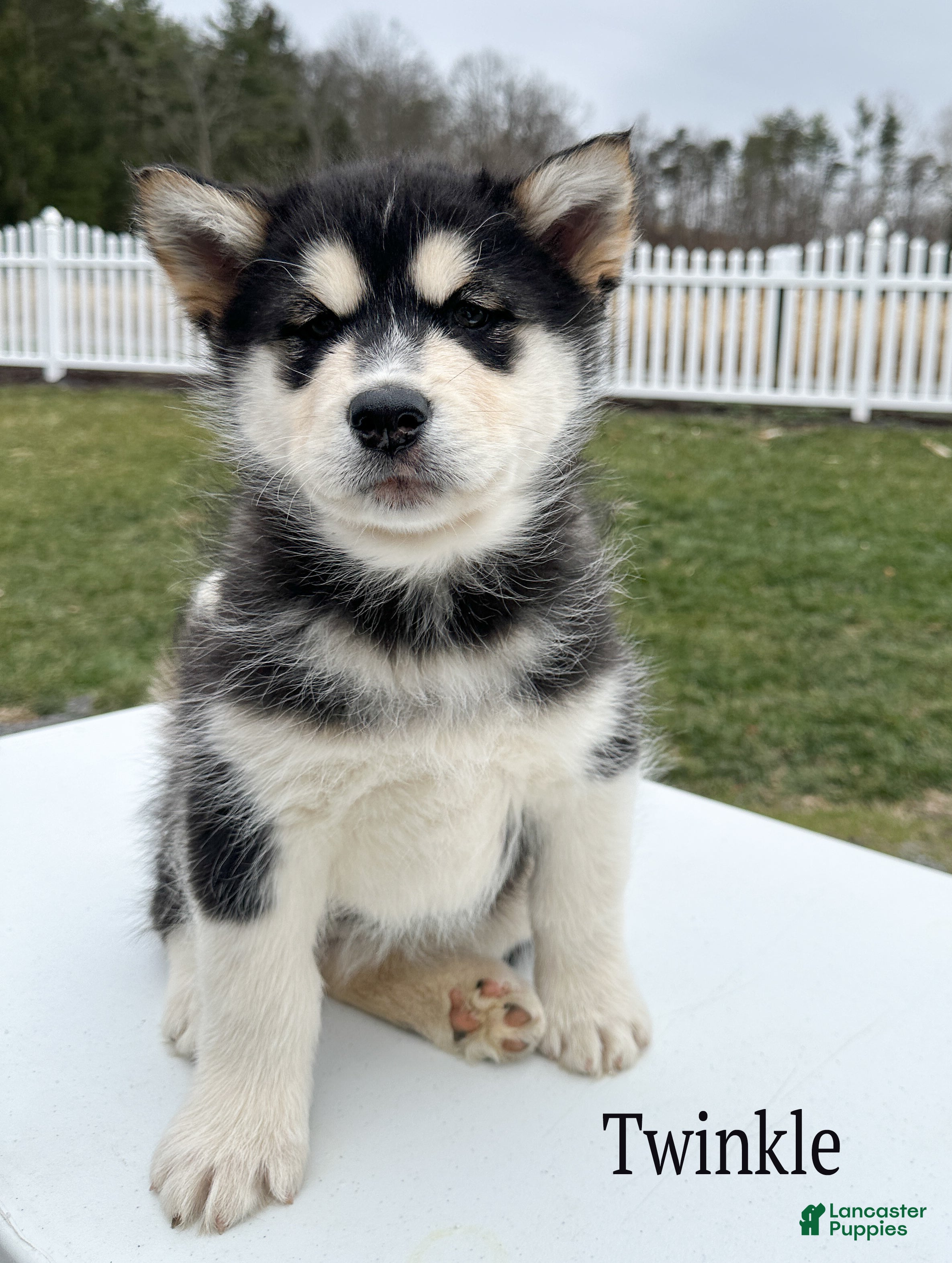 Alaskan Malamute dogs Twinkle  - Ad 10