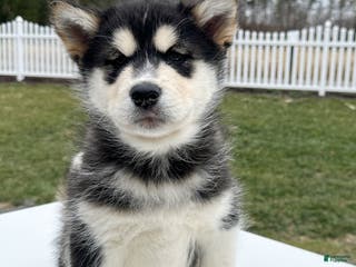 Alaskan Malamute dogs Twinkle - Ad 10