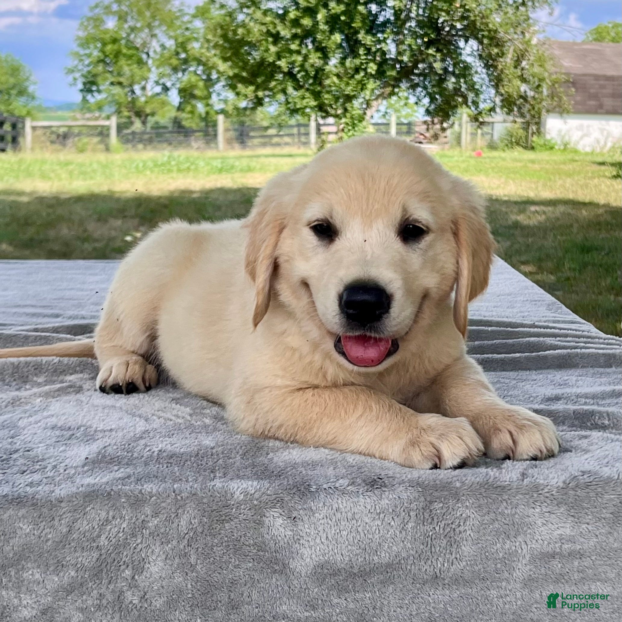 Golden Retriever dogs Carter - Ad 1