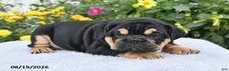 English Bulldog dogs for sale: Peggy - Ad 4