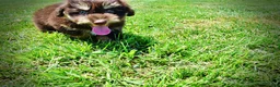 Havapoo dogs for sale: Epic - Ad 11