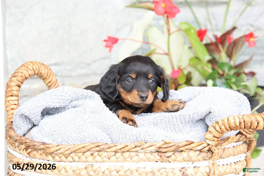 Miniature Dachshund dogs Lacey - Ad 7