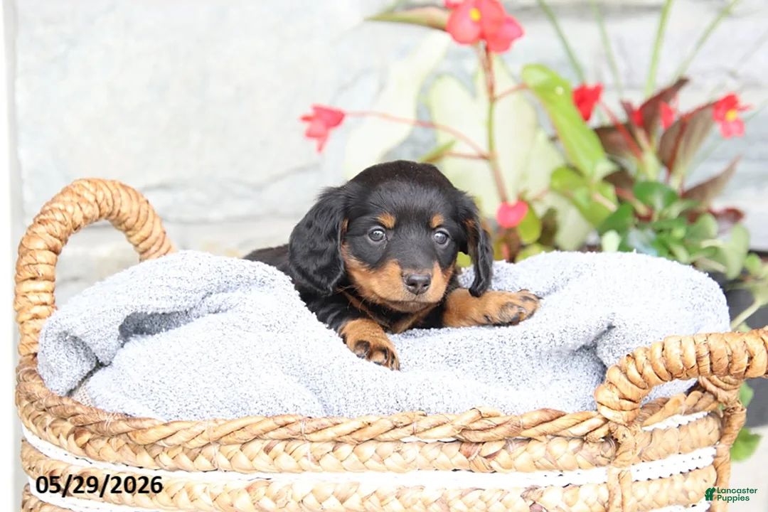 Miniature Dachshund dogs for sale: Lacey - Ad 1