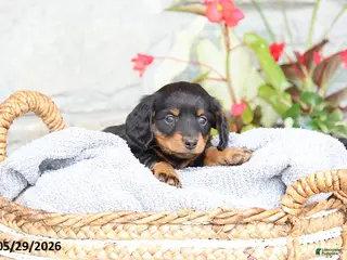 Miniature Dachshund dogs Lacey - Ad 7