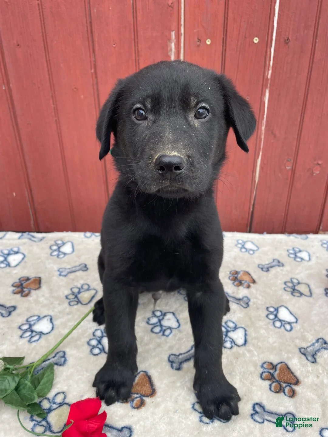 Sheprador dogs for sale: Victor - Ad 3