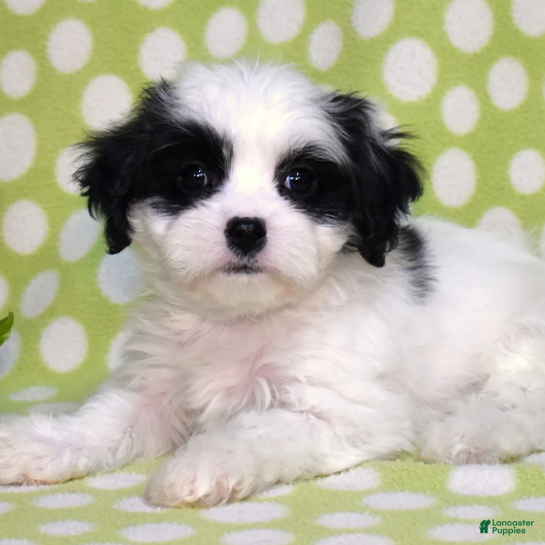Cavachon dogs for sale: Belle - Ad 1