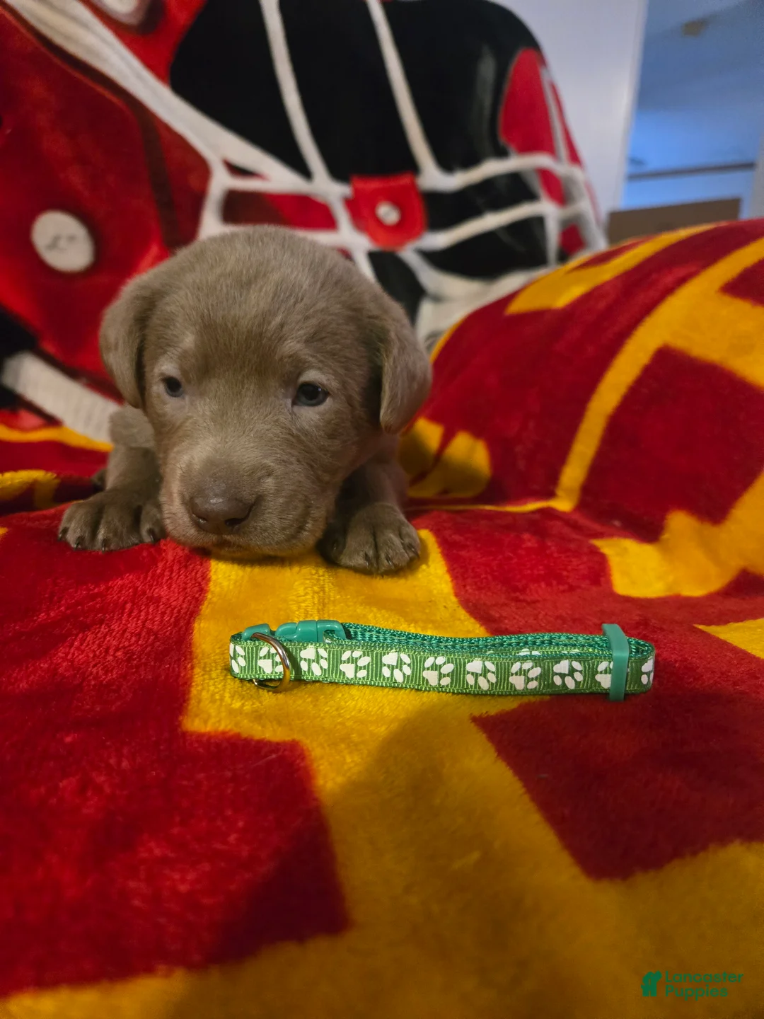 Labrador Retriever dogs for sale: Labrador Retriever Puppy 6 - Ad 1